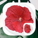 Recherche de hibiscus boutons et poignées de porte Fleur d'hibiscus