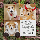 Recherche de chien mignon ornements Pour animaux