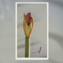 Recherche de amaryllis photographie Pour tous