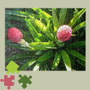Recherche de bromelliad Plante tropical