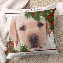 Recherche de chiots coussins Amoureux des chiens