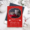 Recherche de christmas cat cartes postales Photo du chat