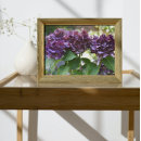Zoek naar hydrangea hortensia posters Botanisch