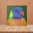 Recherche de animaux de jungle carreaux Perroquet