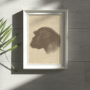 Recherche de animaux sauvages vintages posters Brun