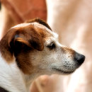 Recherche de jack russell papier cadeau Animal