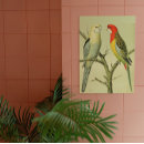 Recherche de perruches posters Ornithologue