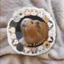 Recherche de cavies Mignonette