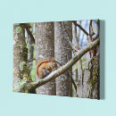 Recherche de écureuil rouge Forêt