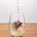 Recherche de betta Mignon