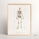 Recherche de anatomie vintage posters Squelette