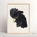 Zoek naar kaketoe posters Cockatoo