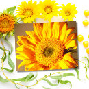 Recherche de sunflower cartes postales Botanique