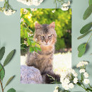 Recherche de yeux verts chat cartes postales Félin