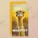 Recherche de autruches vœux cartes Oiseau