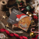 Zoek naar nieuwe kat kaarten Grappig