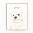 Recherche de bichon art Maltais