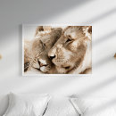 Recherche de safari posters Lions