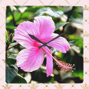 Zoek naar tropical klokken Hibiscus