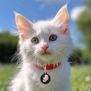 Recherche de chats médaillons Chat blanc