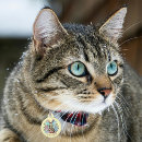 Recherche de jaune de chats médaillons Kawaii