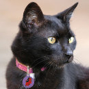 Recherche de de noir chats médaillons Pour tous