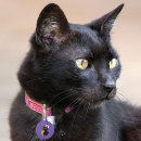 Recherche de cat lantern Pour animaux