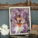 Recherche de iris blanc Violet et blanc