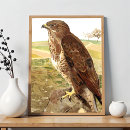 Zoek naar buizerd posters Wild