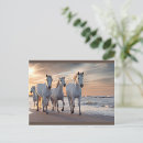 Zoek naar wild paarden briefkaarten Ocean