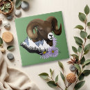 Recherche de bélier carreaux Mouflon d'amérique