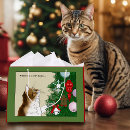 Zoek naar grappige katten cadeautasjes Kerstmis