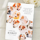 Recherche de mémorial chat vœux cartes Dans la mémoire aimante