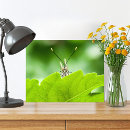 Zoek naar grappige vlinder posters Natuur