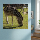 Recherche de zebras posters Rayures noir et blanc