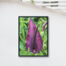 Zoek naar aronskelk posters Botanisch