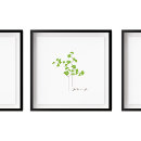 Zoek naar plantkunde kunst Illustratie