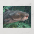 Recherche de poisson chat cartes postales Nature