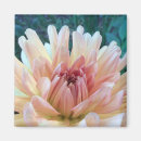 Recherche de abricots magnets Orange