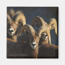 Recherche de mouflon magnets Animal