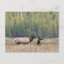 Recherche de prairie cartes postales Wyoming