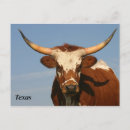 Recherche de longhorn du texas cartes postales Bovin