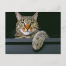 Recherche de tête animale cartes postales Animaux domestiques