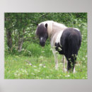 Zoek naar paardenfoto posters Pony
