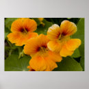 Recherche de nasturce posters Fleurs