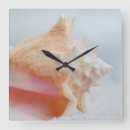 Recherche de coquilles de mer horloges Côte