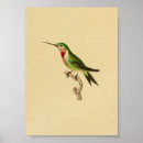 Recherche de vintage bird illustrations posters Hummingbirds