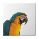 Recherche de ara carreaux Oiseau tropical