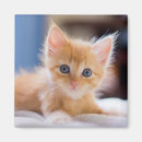 Recherche de aux yeux bleus magnets Photographie