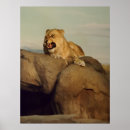 Recherche de yeux de lion posters Animaux